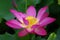 Twain pink water lily flower (lotus)