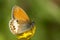 Tweekleurig hooibeestje, Pearly Heath, Coenonympha arcania