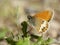 Tweekleurig hooibeestje, Pearly Heath, Coenonympha arcania