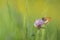 Tweekleurig hooibeestje, Pearly Heath, Coenonympha arcania