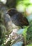 Tweekleurige Mierpitta, Bicolored Antpitta, Grallaria rufocinerea