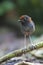 Tweekleurige Mierpitta, Bicolored Antpitta, Grallaria rufocinerea