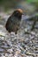 Tweekleurige Mierpitta, Bicolored Antpitta, Grallaria rufocinerea