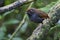 Tweekleurige Mierpitta, Bicolored Antpitta, Grallaria rufocinerea