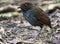 Tweekleurige Mierpitta, Bicolored Antpitta, Grallaria rufocinerea