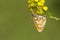 Tweekleurige parelmoervlinder, Spotted Fritillary