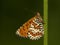 Tweekleurige parelmoervlinder, Spotted Fritillary