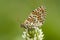 Tweekleurige parelmoervlinder, Spotted Fritillary