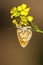 Tweekleurige parelmoervlinder, Spotted Fritillary