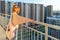 Tween redhead girl in pullover, jeans and sunglasses standing on balcony against high-rise multi-storey residential building at