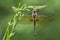 Tweevlek, Two-spotted Dragonfly, Epitheca bimaculata