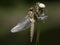 Tweevlek, Two-spotted Dragonfly, Epitheca bimaculata