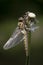 Tweevlek, Two-spotted Dragonfly, Epitheca bimaculata