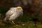 Twelve days old quail, Coturnix japonica..... photographed in nature.