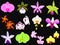 Twelve different colorful flowers to choose from isolated on black background.