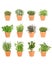 Twelve Herbs in Pots