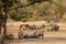 Twelve Rhinos at a waterhole during sundown
