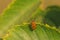 Twelve Spotted Asparagus Beetle Hanging on Leaf