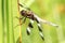 Twelve-spotted Skimmer (Dragonfly)