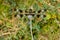 Twelve-spotted Skimmer Dragonfly - Libellula pulchella