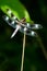 Twelve-spotted Skimmer Dragonfly - Libellula pulchella