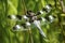 Twelve spotted skimmer dragonfly in a New Hampshire bog.