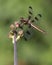 Twelve-Spotted Skimmer Female Dragonfly on Meadowrue Tip