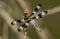 Twelve-spotted Skimmer Libellula pulchella