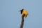 Twelve-wired bird-of-paradise or Seleucidis melanoleucus observed in Nimbokrang in West Papua, Indonesia