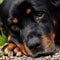 A twelve year old Rottweiler female is resting