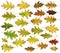 Twenty five autumn oak leaves