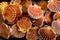 Twenty scallop shells with scallops grouped together