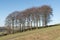 Twenty Trees at Hayfield in the Peak District National Park