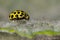 Twenty-two spot ladybird (Psyllobora vigintiduopunctata)