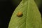 Twenty-two spot yellow and black ladybird Psyllobora vigintiduopunctata eats powdery mildew on bird cherry tree leaf
