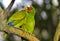 Tweo Lovebirds, Agapornis spec., parrot