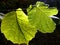 Twig with 2 green leaves in strong back light