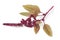 Twig with amaranth flowers