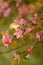 Twig apple tree blossoms