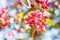 Twig of apple tree with pink blossoms close up