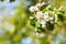 Twig of apple tree with white blossoms close up