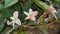 A twig with beautiful five-petalled light pink plumeria flowers