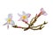 A twig with beautiful five-petalled light pink plumeria flowers. Isolated