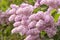 Twig beautiful varietal blooming lilac in drops of rain