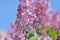Twig beautiful varietal blooming lilac in spring