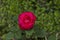 Twig of beauty fragrant velvety red rose, Vidin