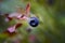 Twig of bilberry on nature backgraund