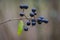 Twig of black elder with fruit cluster and raindrop in autumn