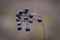 Twig of black elder with fruit cluster and raindrop in autumn