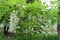 Twig of black locust with racemes of flowers in spring